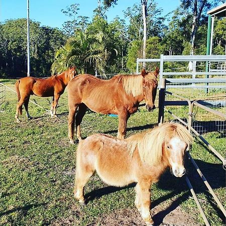 Cabin Country Retreat Paskins Farm Palmwoods Luaran gambar